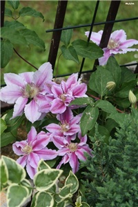 8e41fc1b-IMG_7116 klematis.jpg